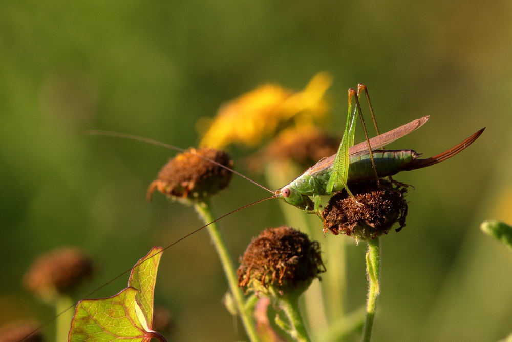 Conocephalus sp. (Conocephalidae)
