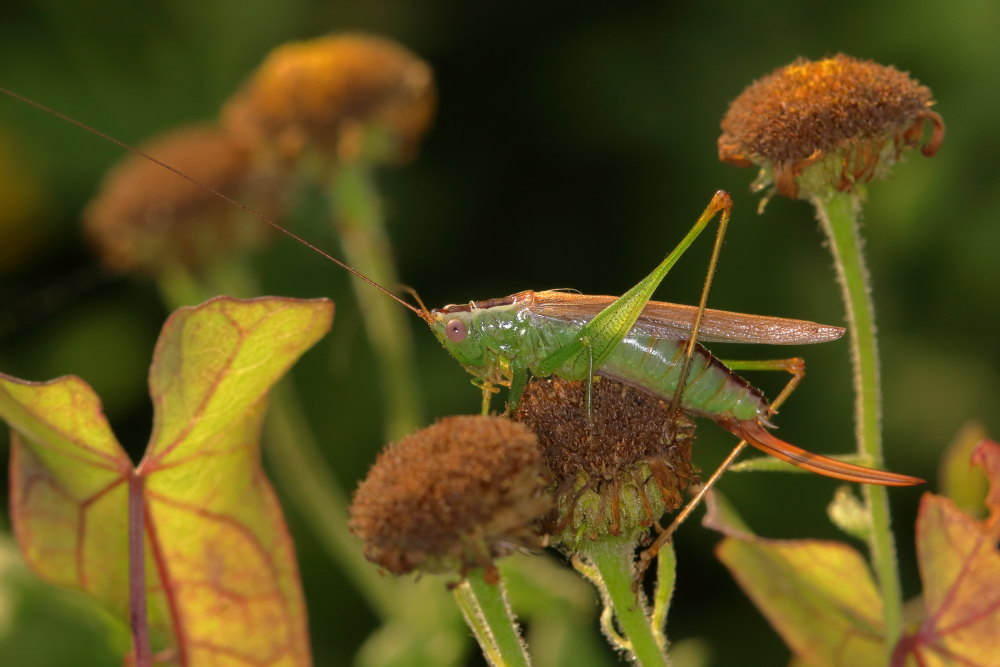 Conocephalus sp. (Conocephalidae)