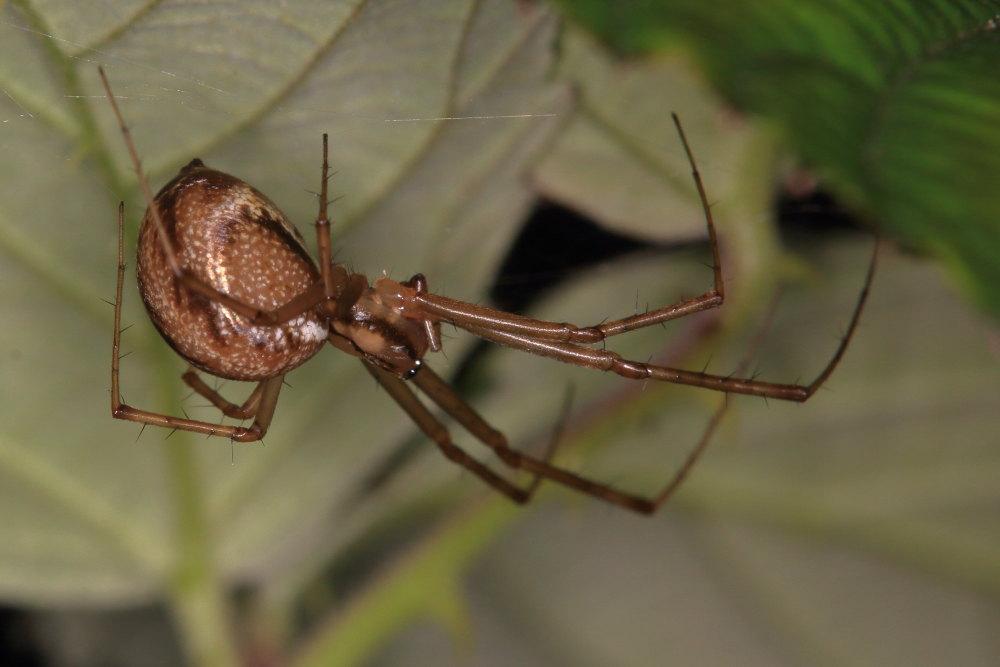 Linyphia sp.  - Osimo (AN)