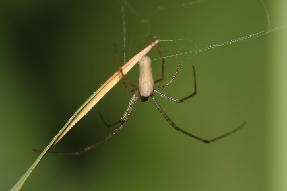 Tetragnatha sp. - Osimo (AN)