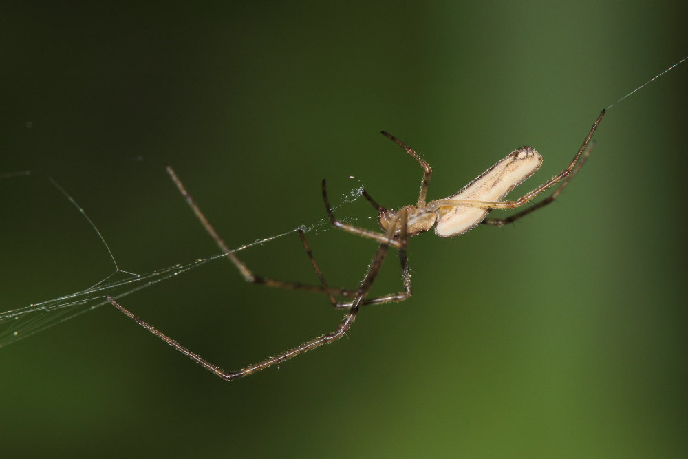 Tetragnatha sp. - Osimo (AN)