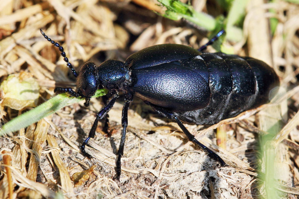 Meloe proscarabaeus?