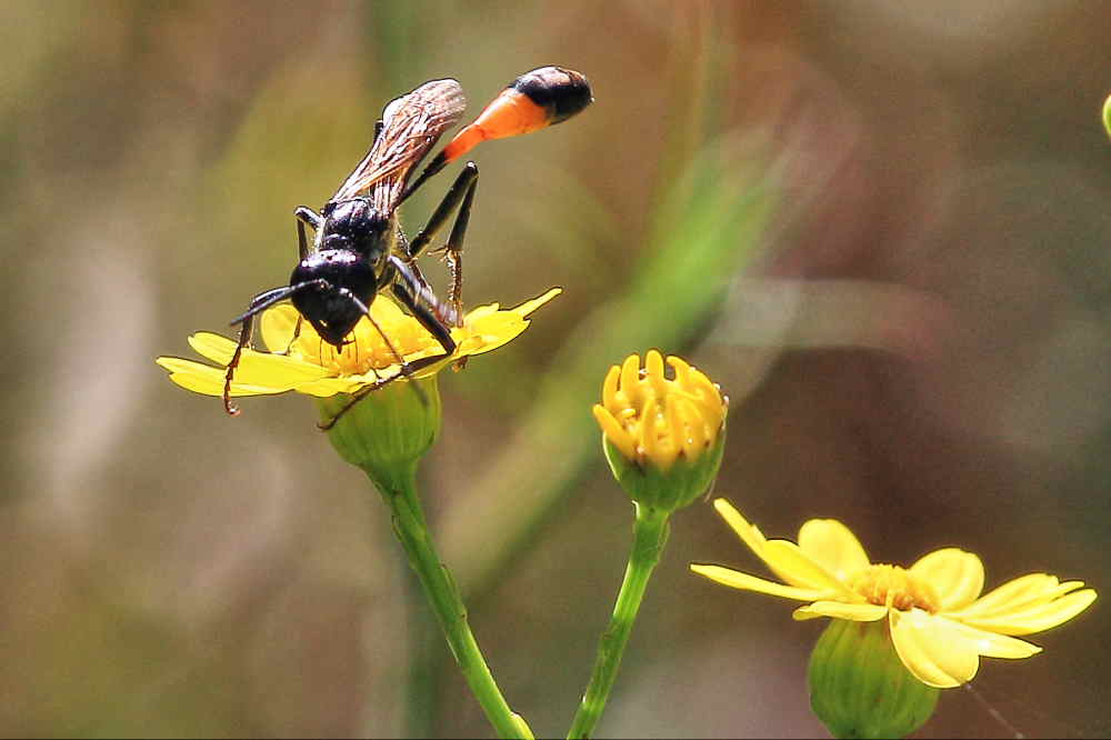 Ammophila sabulosa, femmina, Sphecidae