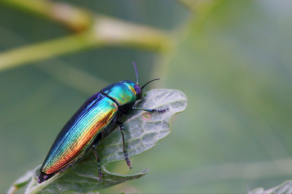 Eurythyrea micans (Buprestidae)