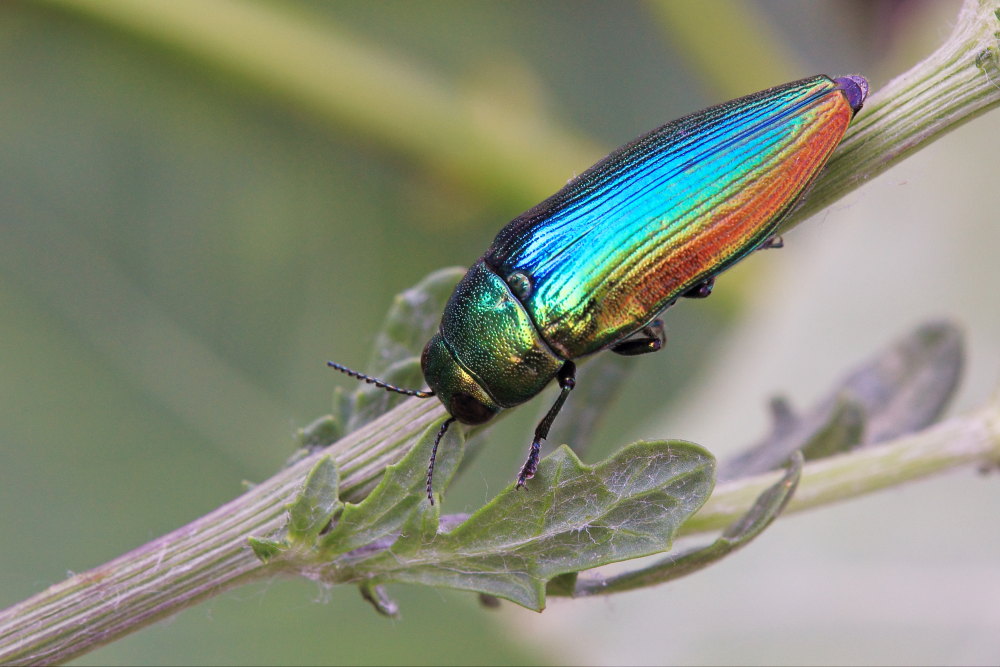Eurythyrea micans (Buprestidae)