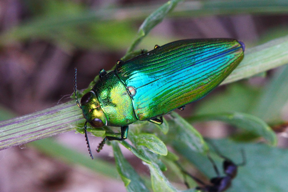 Eurythyrea micans (Buprestidae)