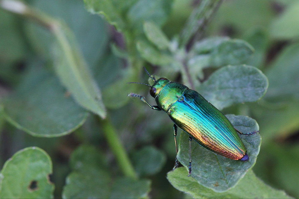 Eurythyrea micans (Buprestidae)