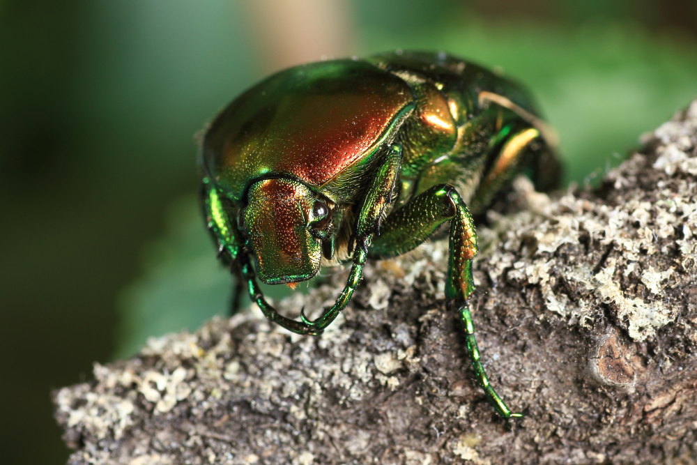 Protaetia affinis (cfr.)