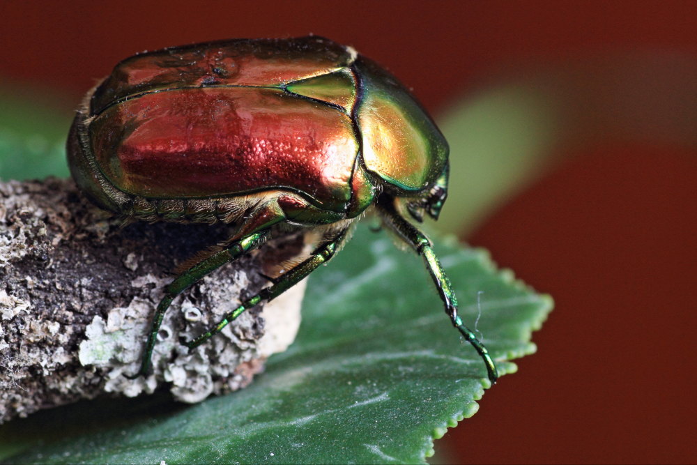 Protaetia affinis (cfr.)