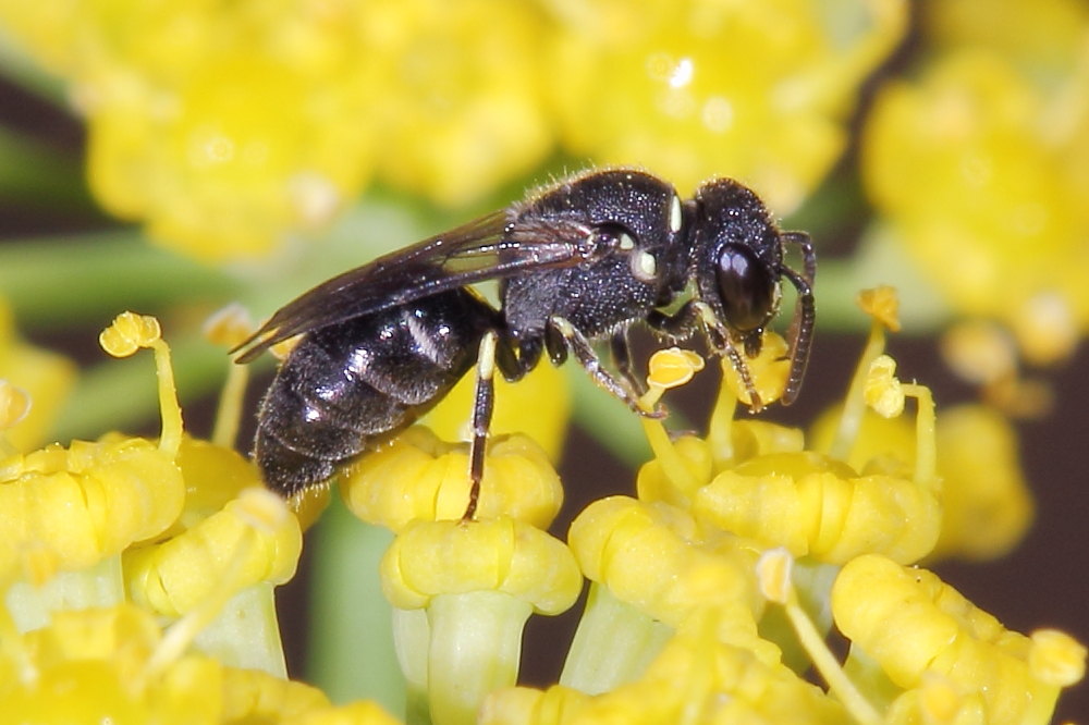Hylaeus sp. (cfr.) e Lasioglossum sp. (cfr.)