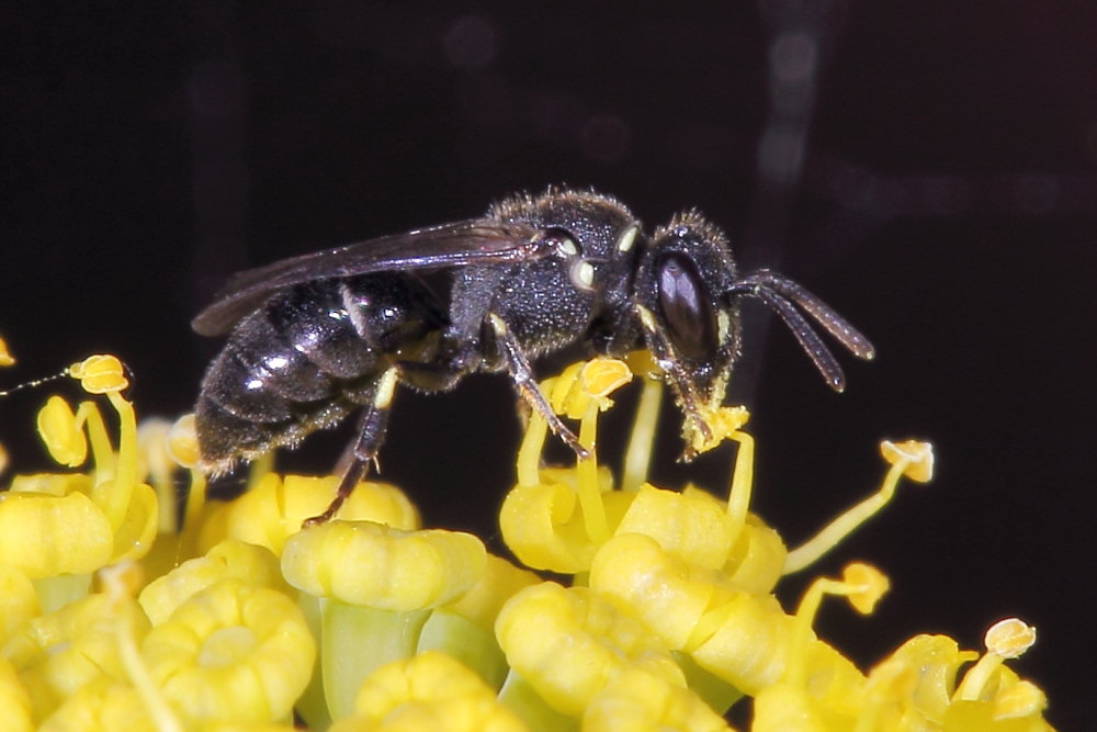 Hylaeus sp. (cfr.) e Lasioglossum sp. (cfr.)