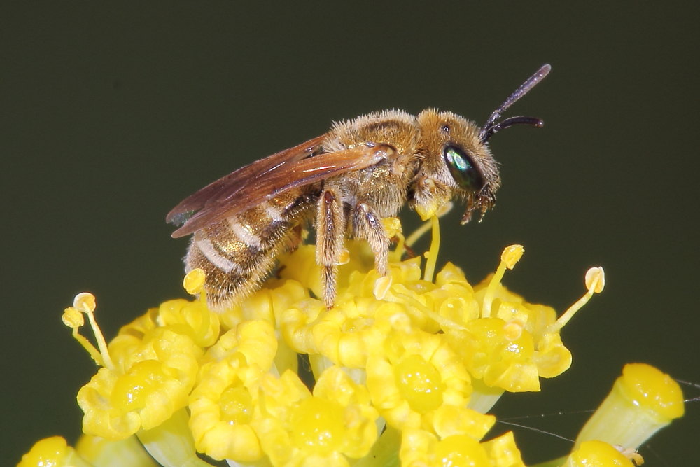 Halictus sp., Apidae Halictinae