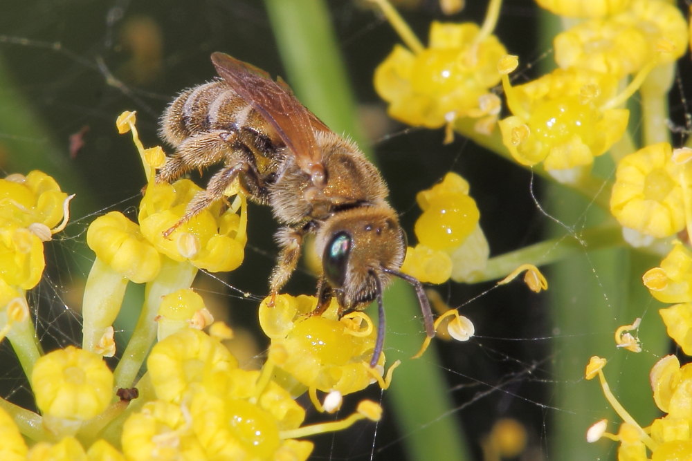 Halictus sp., Apidae Halictinae