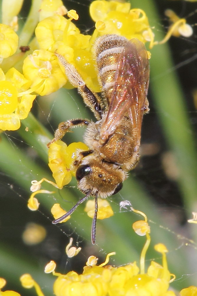 Halictus sp., Apidae Halictinae