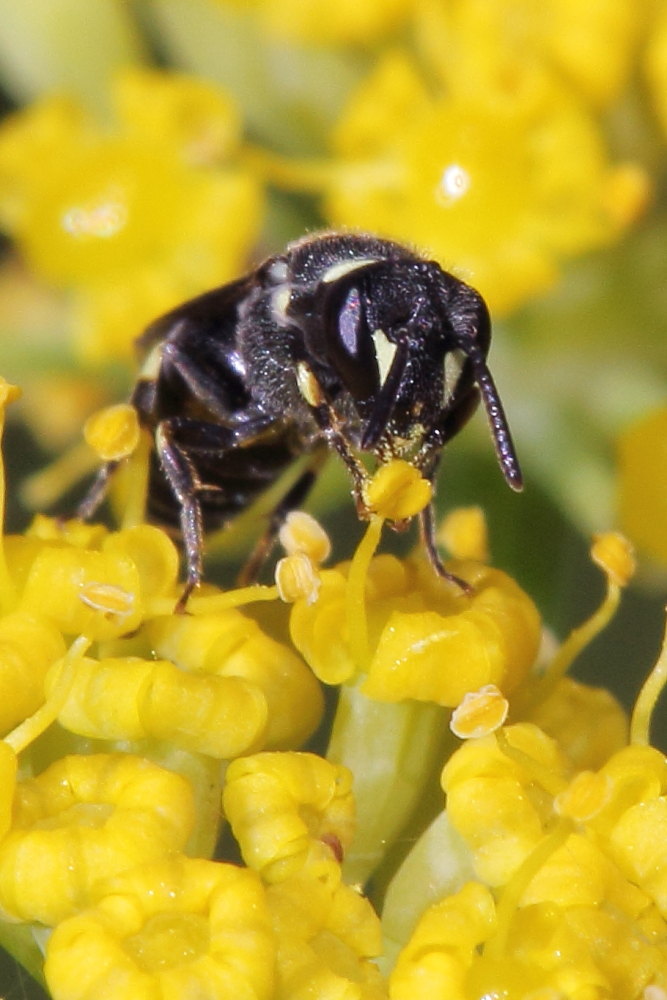 Hylaeus sp. (cfr.) e Lasioglossum sp. (cfr.)