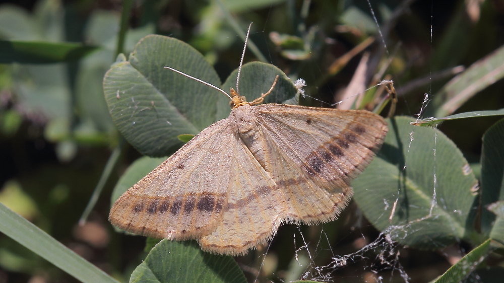 Da identificare 1 - Isturgia arenacearia, Geometridae
