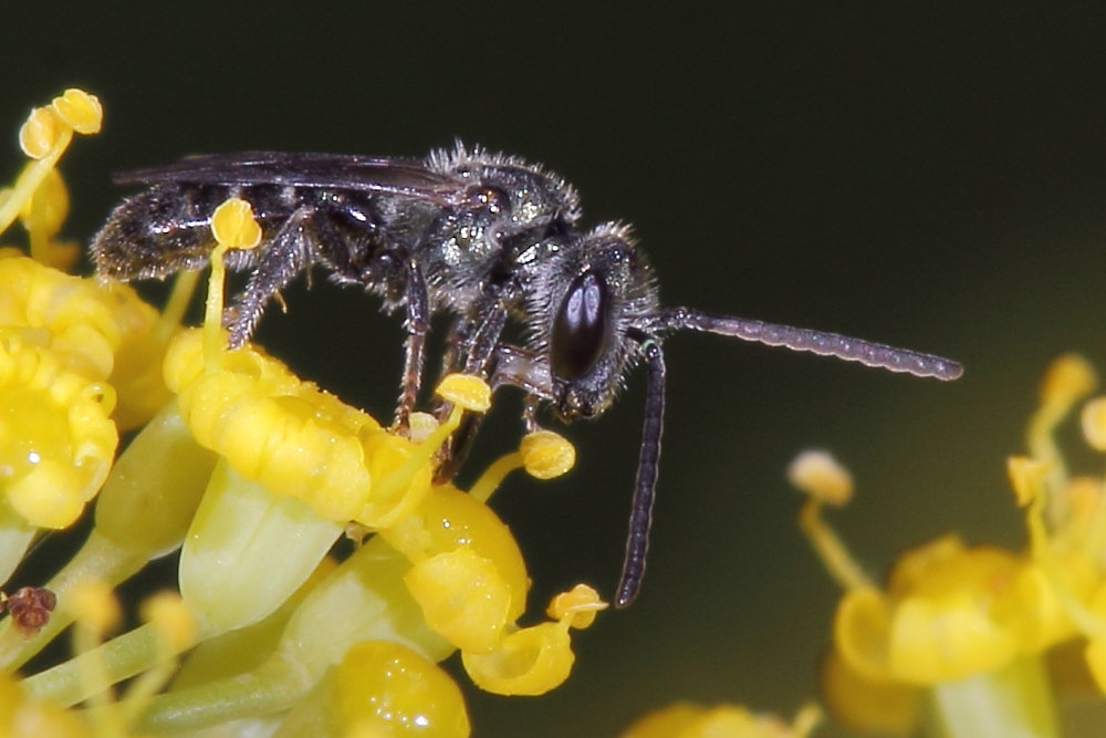 Hylaeus sp. (cfr.) e Lasioglossum sp. (cfr.)
