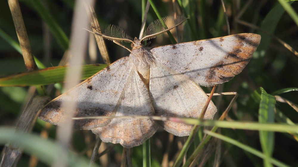 Da identificare 2 - Geometridae: Selidosema sp.