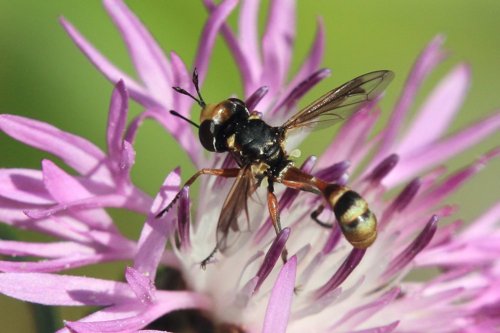 Physocephala sp.  (Conopidae)