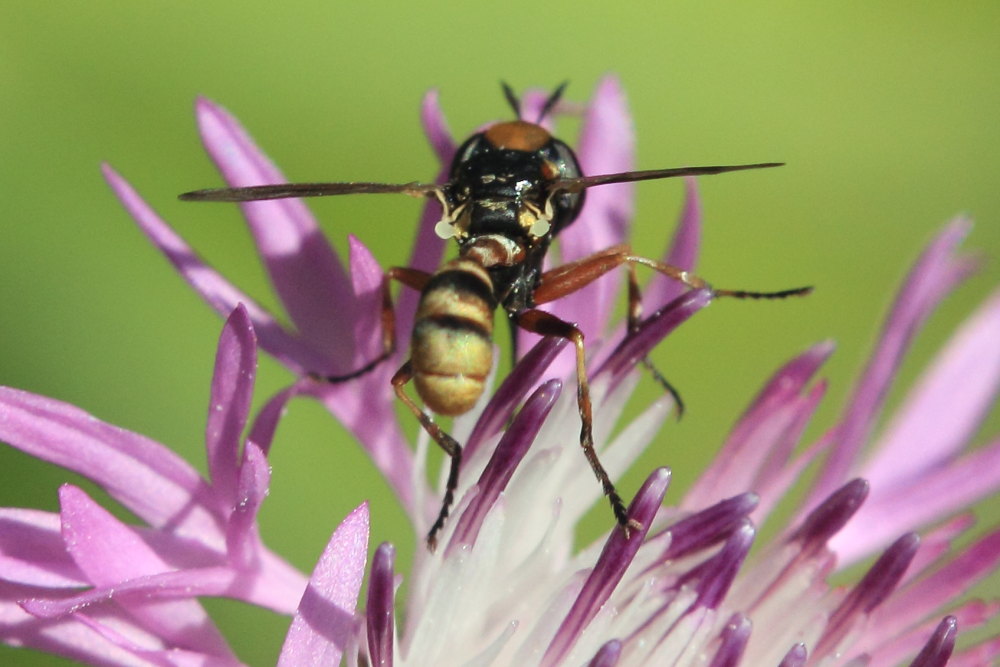 Physocephala sp.  (Conopidae)
