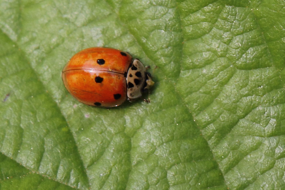 Coccinella da identificare: Adalia decempunctata (cf.)