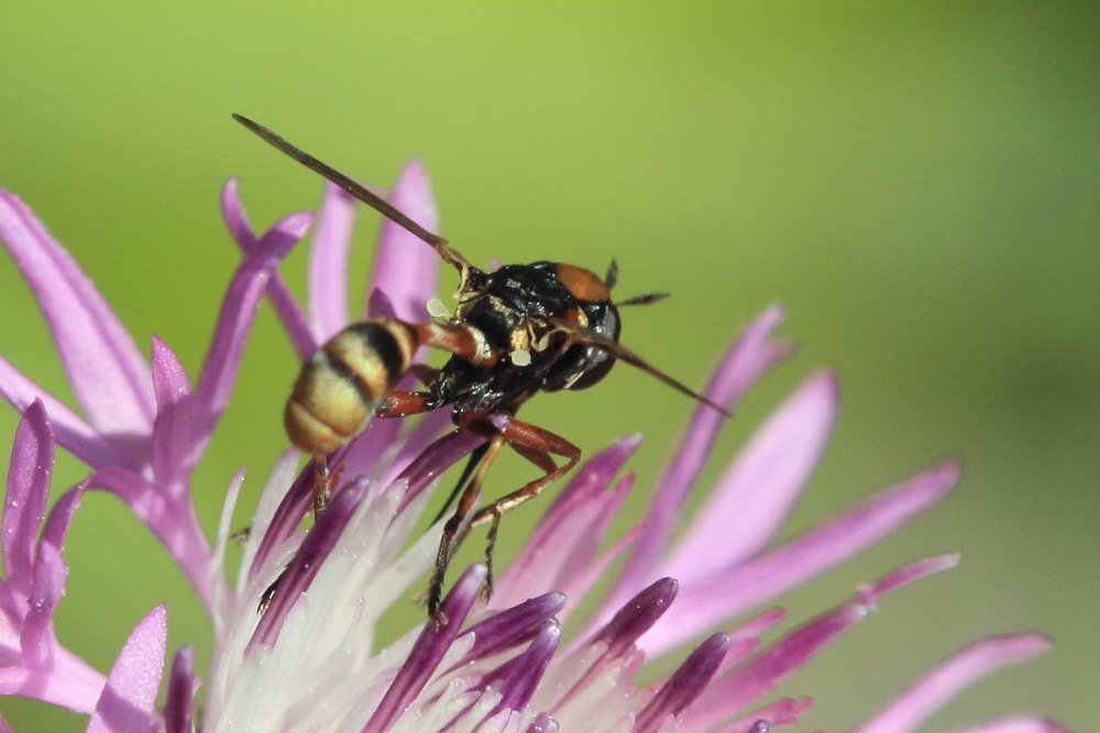 Physocephala sp.  (Conopidae)