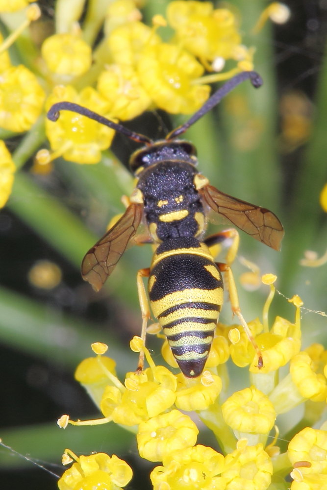 Sul finocchio selvatico : Vespidae Eumeninae indet.