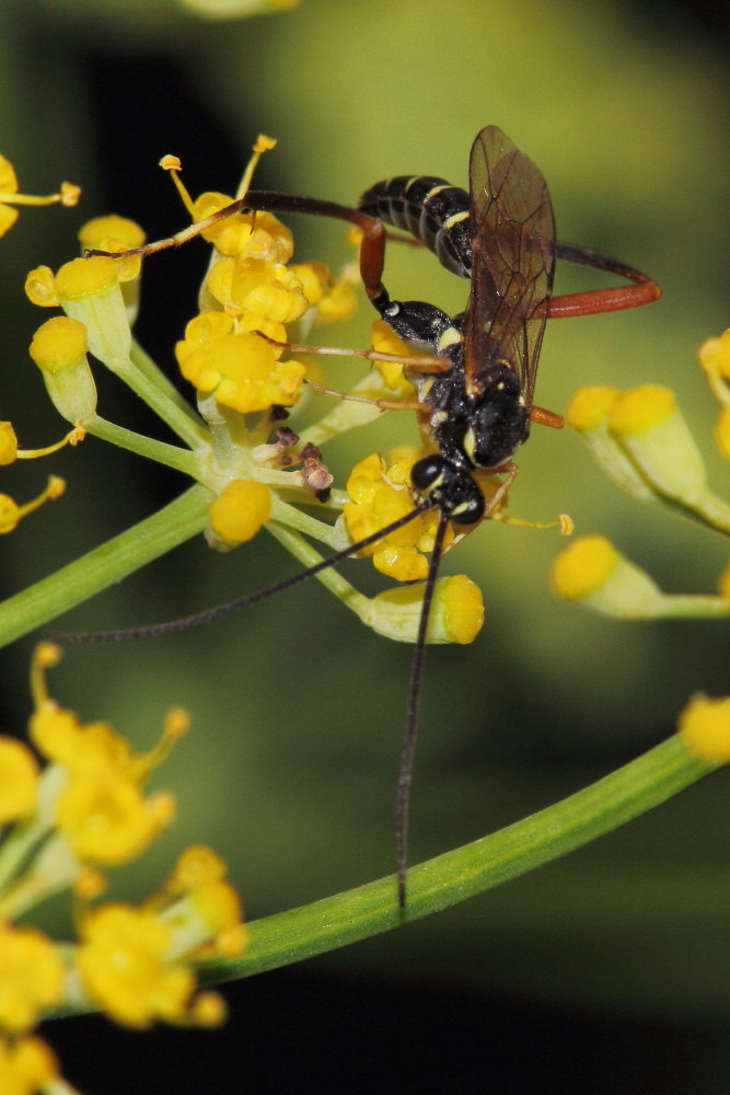 Latibulus argiolus(Ichneumonidae - Cryptinae)