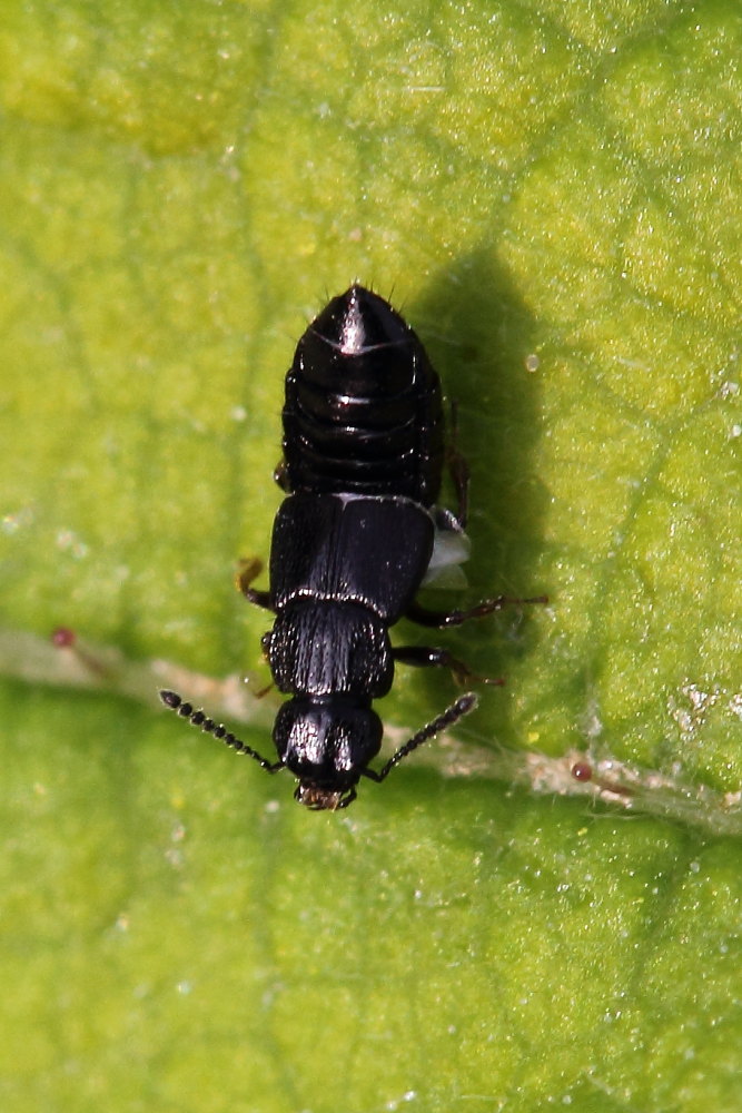 Staphylinidae da identificare:  cfr. Oxytelus sp.