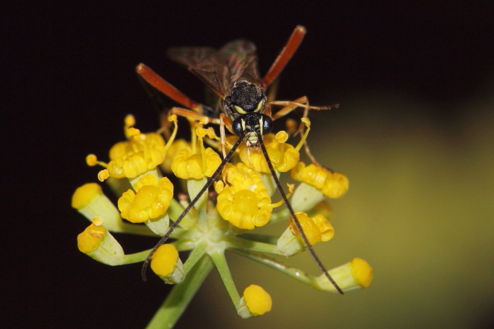 Latibulus argiolus(Ichneumonidae - Cryptinae)