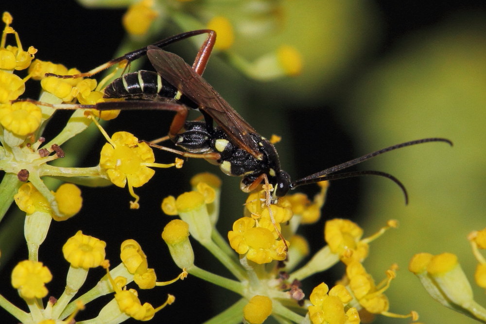 Latibulus argiolus(Ichneumonidae - Cryptinae)