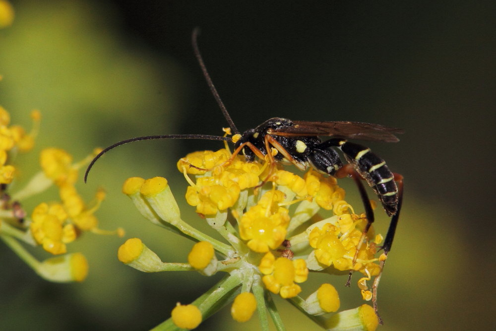 Latibulus argiolus(Ichneumonidae - Cryptinae)