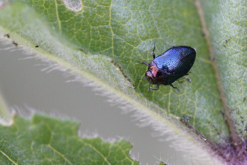 Trachys coruscus (Buprestidae)