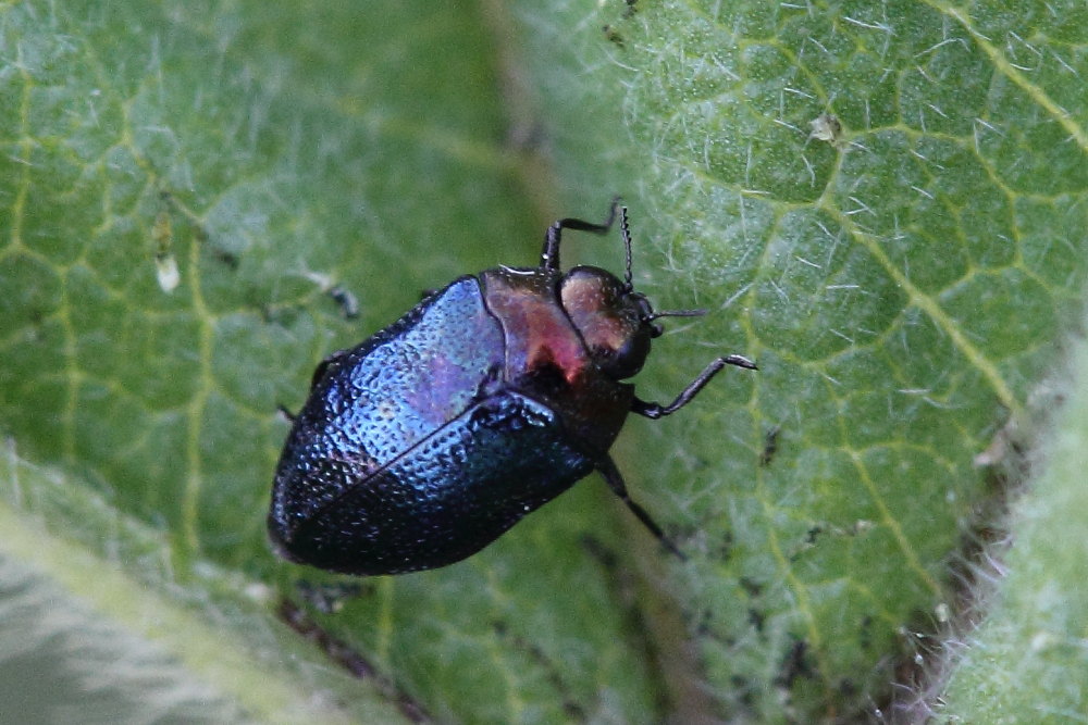 Trachys coruscus (Buprestidae)