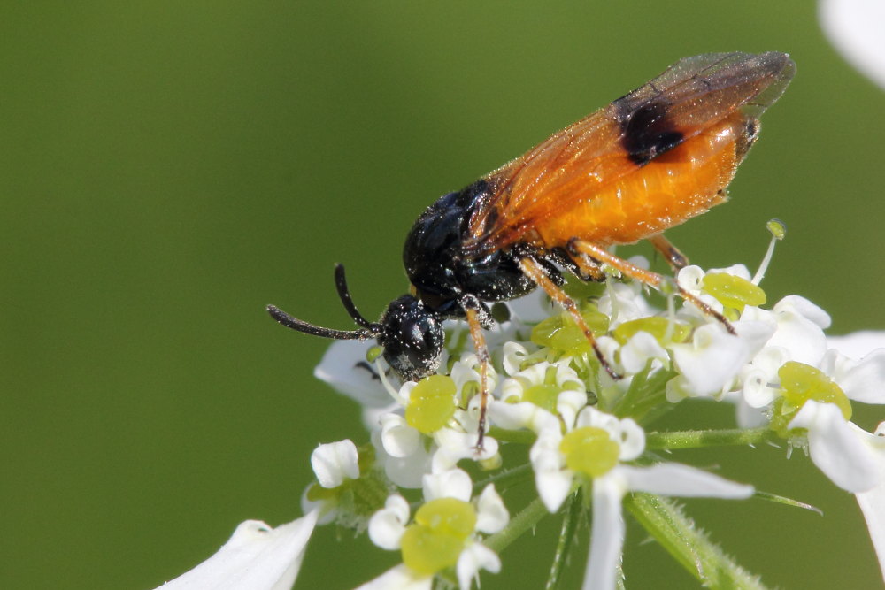Arge cyanocrocea?