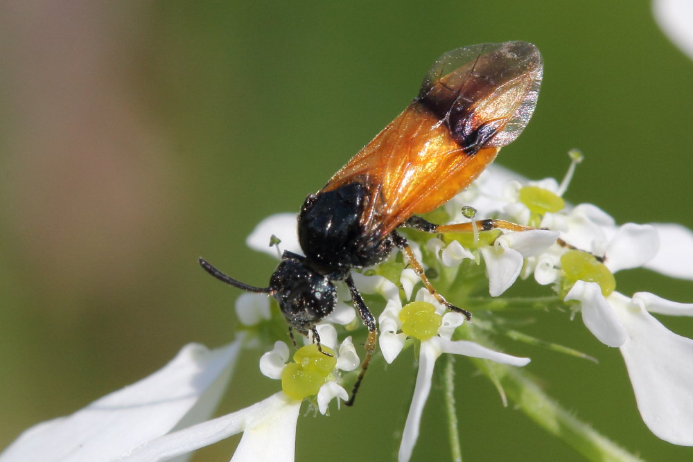 Arge cyanocrocea?