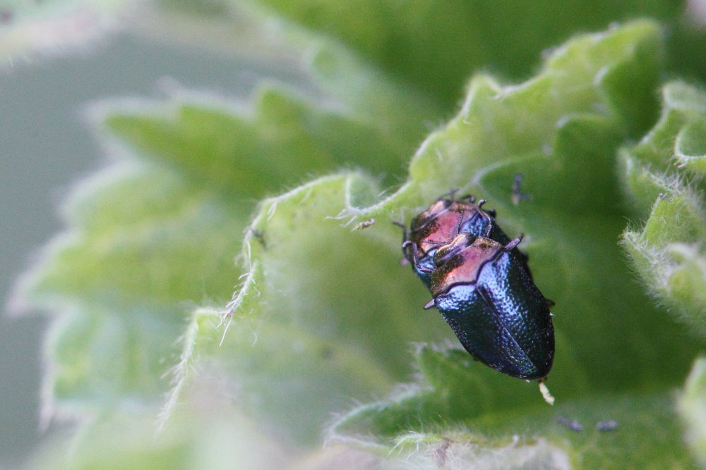 Trachys coruscus (Buprestidae)