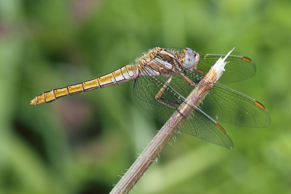 Orthetrum brunneum?