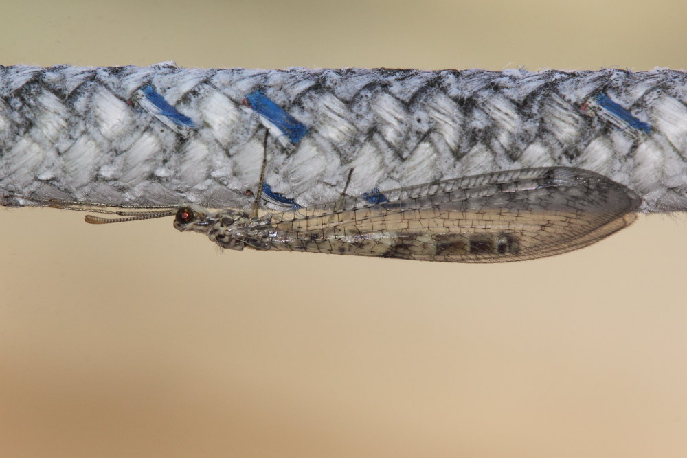 Gymnocnemia variegata  (Myrmelontidae)