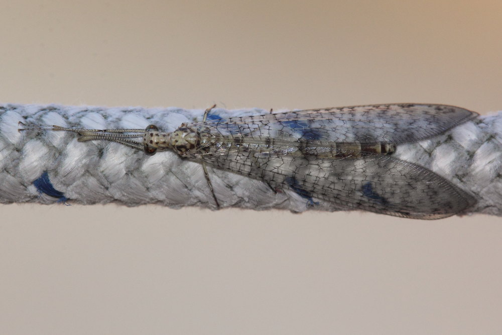 Gymnocnemia variegata  (Myrmelontidae)
