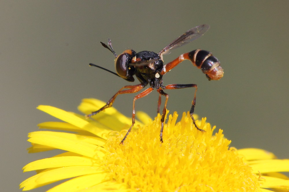 Physocephala vittata?