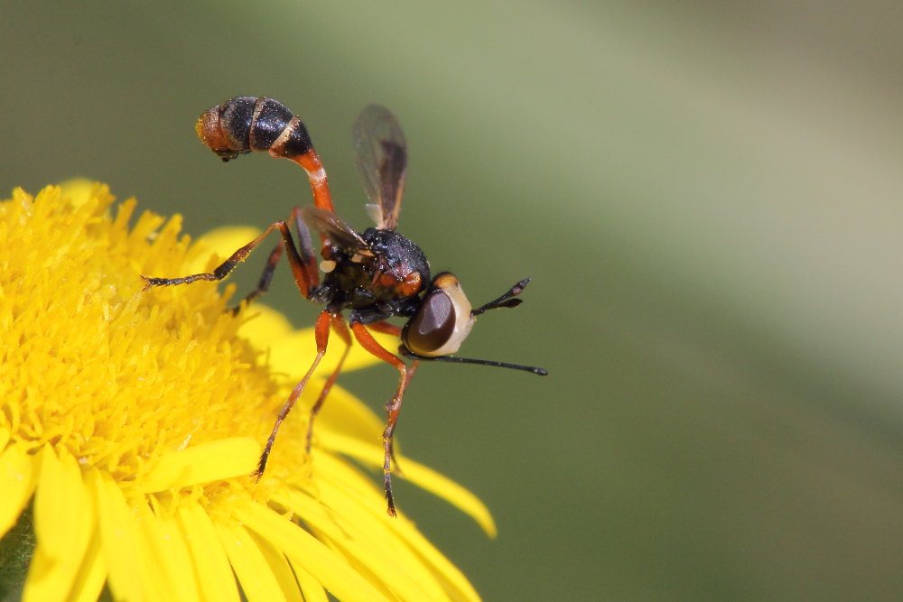 Physocephala vittata?