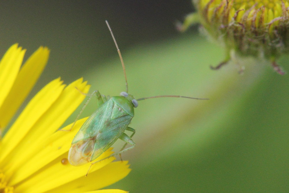 Miridae: Taylorilygus apicalis, maschio