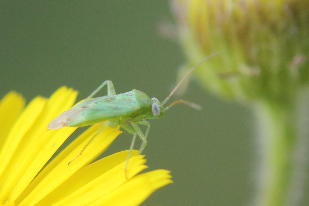 Miridae: Taylorilygus apicalis, maschio