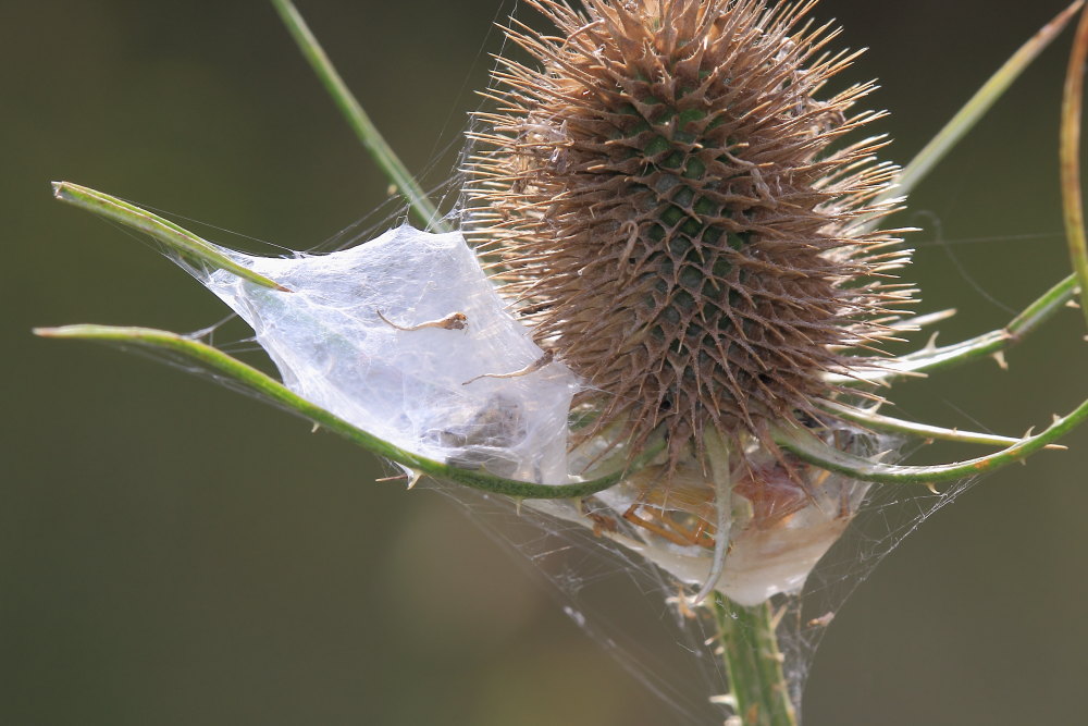 coppia di Cheiracanthium punctorium - Ancona
