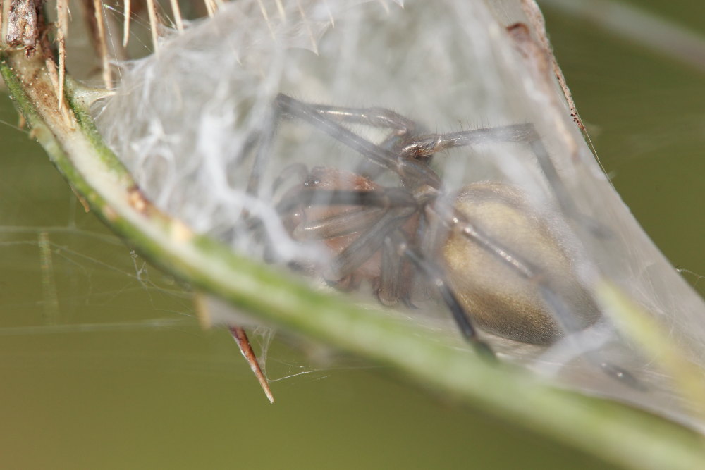 coppia di Cheiracanthium punctorium - Ancona
