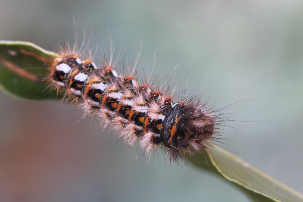 Acronicta (Viminia) rumicis