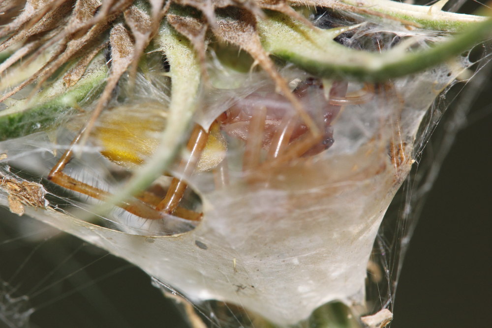 coppia di Cheiracanthium punctorium - Ancona
