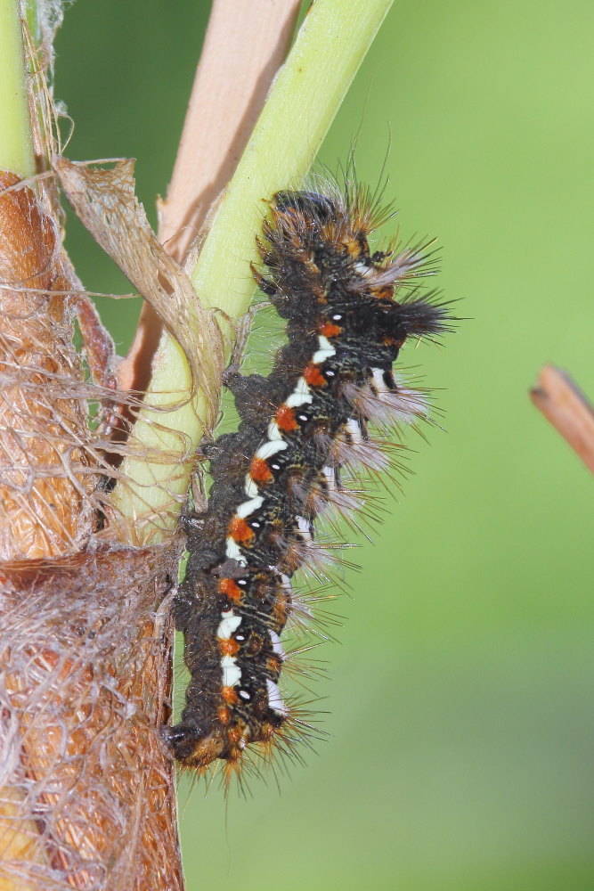 Acronicta (Viminia) rumicis
