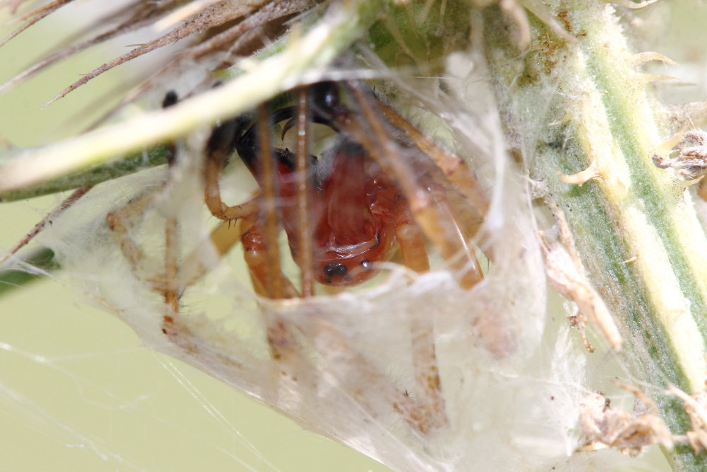 coppia di Cheiracanthium punctorium - Ancona